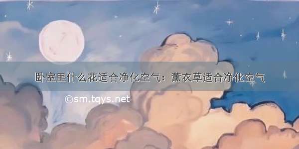 卧室里什么花适合净化空气：薰衣草适合净化空气