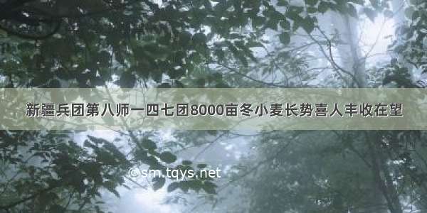 新疆兵团第八师一四七团8000亩冬小麦长势喜人丰收在望