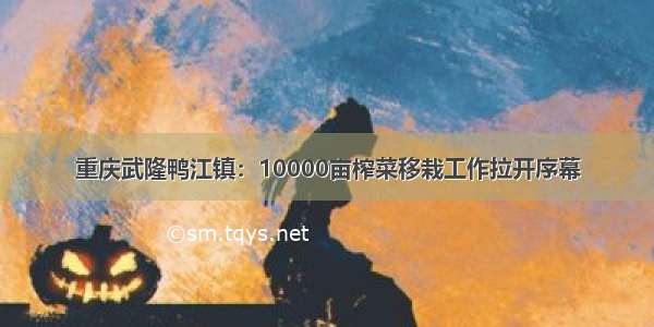 重庆武隆鸭江镇：10000亩榨菜移栽工作拉开序幕