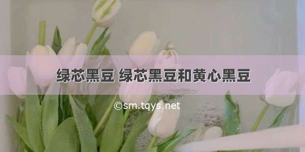 绿芯黑豆 绿芯黑豆和黄心黑豆