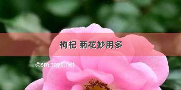 枸杞 菊花妙用多