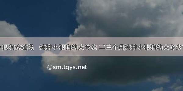 纯种小狼狗养殖场   纯种小狼狗幼犬专卖 二三个月纯种小狼狗幼犬多少钱一只