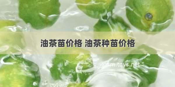 油茶苗价格 油茶种苗价格