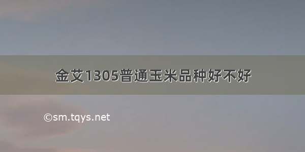 金艾1305普通玉米品种好不好