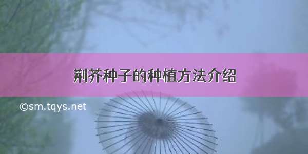 荆芥种子的种植方法介绍