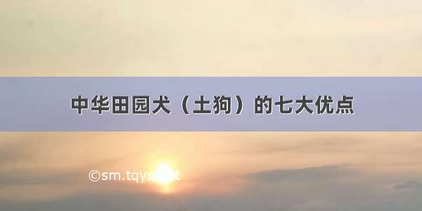 中华田园犬（土狗）的七大优点