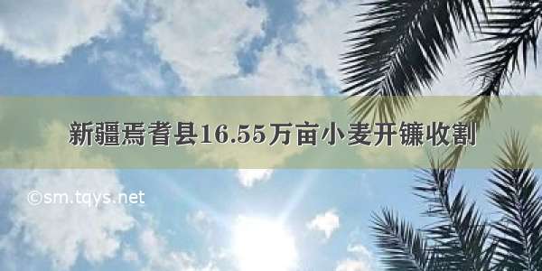 新疆焉耆县16.55万亩小麦开镰收割