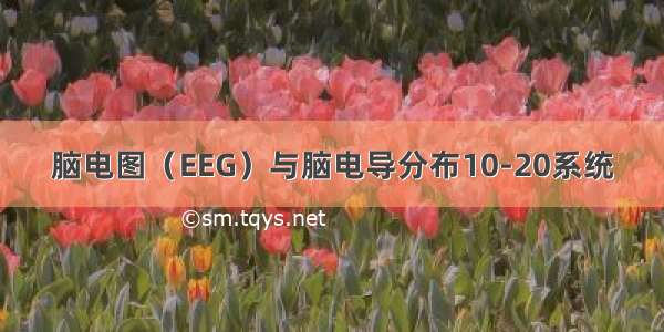 脑电图（EEG）与脑电导分布10-20系统