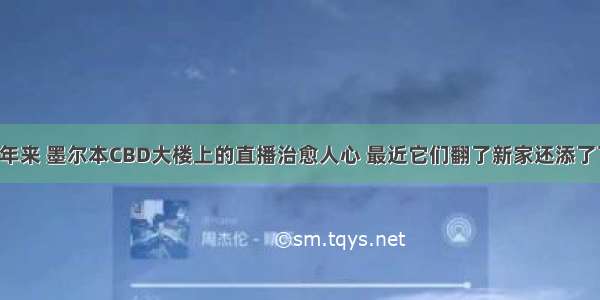 4年来 墨尔本CBD大楼上的直播治愈人心 最近它们翻了新家还添了丁