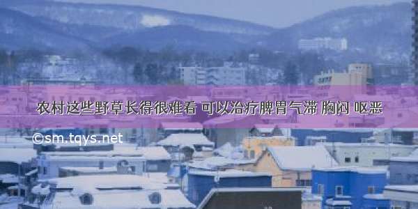 农村这些野草长得很难看 可以治疗脾胃气滞 胸闷 呕恶