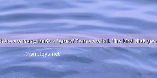 Do you know there are many kinds of grass? Some are tall. The kind that grows around your