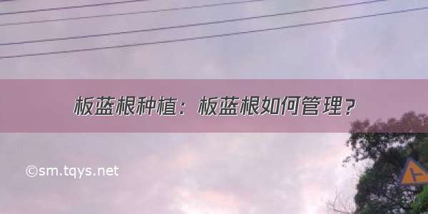 板蓝根种植：板蓝根如何管理？