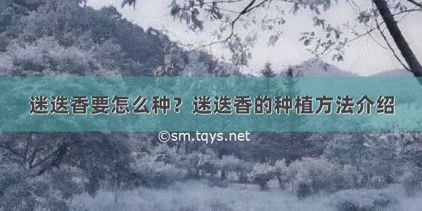 迷迭香要怎么种？迷迭香的种植方法介绍