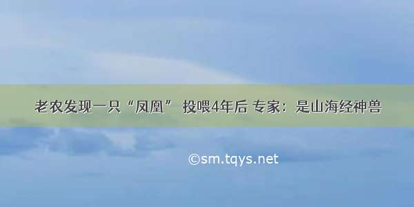  老农发现一只“凤凰” 投喂4年后 专家：是山海经神兽