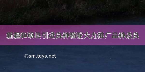 新疆和硕县引进良种骆驼大力推广品种改良