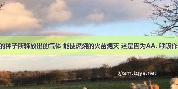 瓶中萌发的种子所释放出的气体 能使燃烧的火苗熄灭 这是因为AA. 呼吸作用 消耗氧