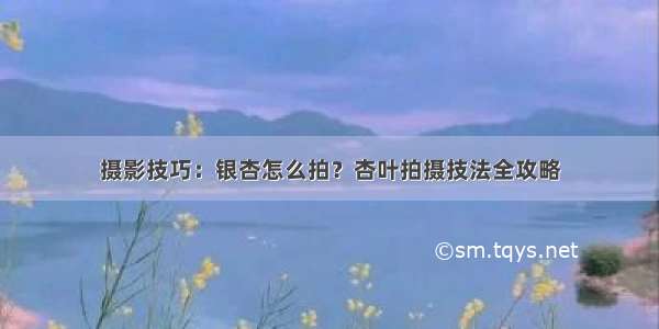 摄影技巧：银杏怎么拍？杏叶拍摄技法全攻略