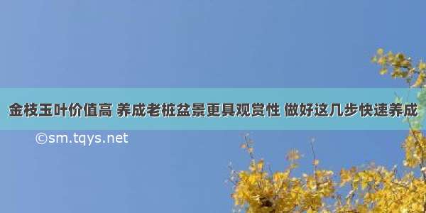 金枝玉叶价值高 养成老桩盆景更具观赏性 做好这几步快速养成