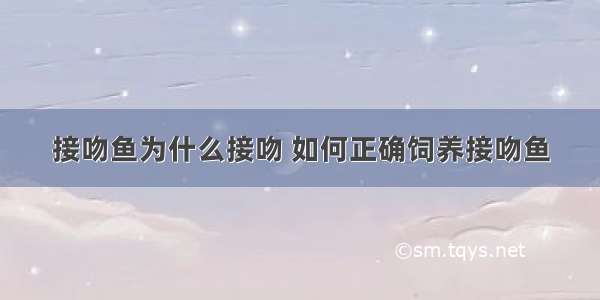 接吻鱼为什么接吻 如何正确饲养接吻鱼