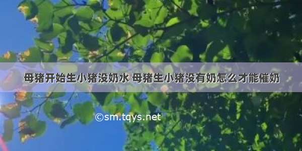 母猪开始生小猪没奶水 母猪生小猪没有奶怎么才能催奶