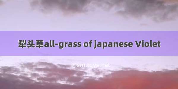 犁头草all-grass of japanese Violet