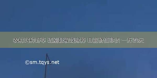 农村这种野草 请别轻视或除掉 目前价值珍贵 一斤20元