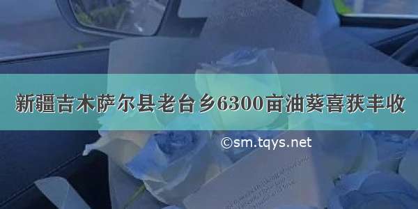 新疆吉木萨尔县老台乡6300亩油葵喜获丰收