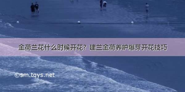 金荷兰花什么时候开花？建兰金荷养护爆芽开花技巧