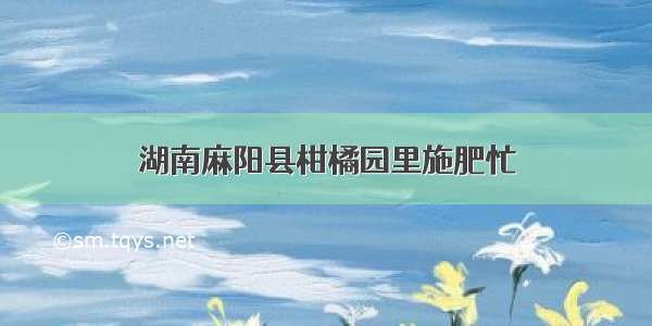 湖南麻阳县柑橘园里施肥忙