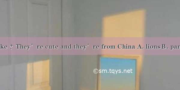 - Why do you like ？They’re cute and they’re from China A. lionsＢ. pandas C. koalasＤ