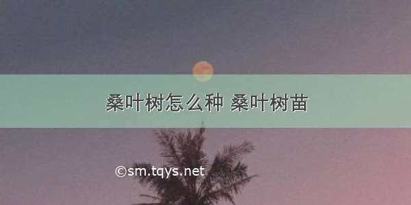 桑叶树怎么种 桑叶树苗