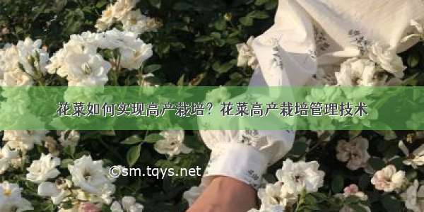 花菜如何实现高产栽培？花菜高产栽培管理技术