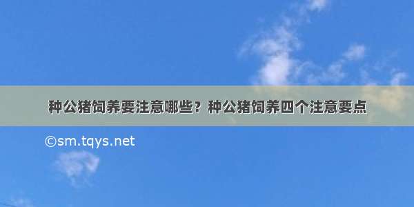 种公猪饲养要注意哪些？种公猪饲养四个注意要点