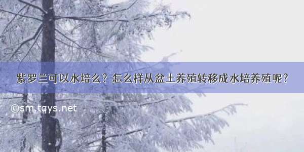 紫罗兰可以水培么？怎么样从盆土养殖转移成水培养殖呢？