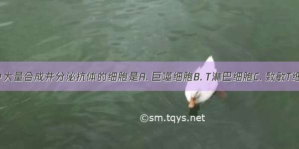 人免疫系统中大量合成并分泌抗体的细胞是A. 巨噬细胞B. T淋巴细胞C. 致敏T细胞D. 浆细胞