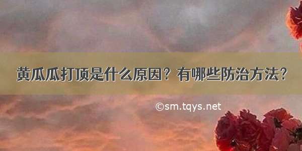 黄瓜瓜打顶是什么原因？有哪些防治方法？