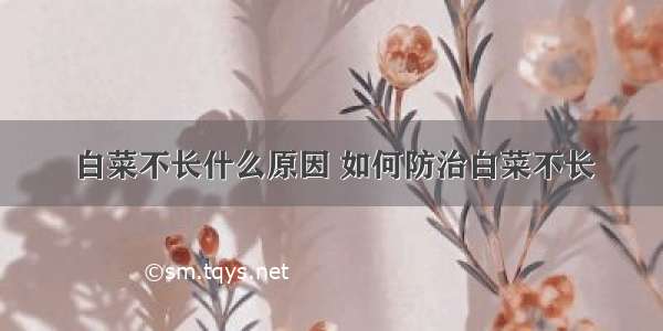 白菜不长什么原因 如何防治白菜不长