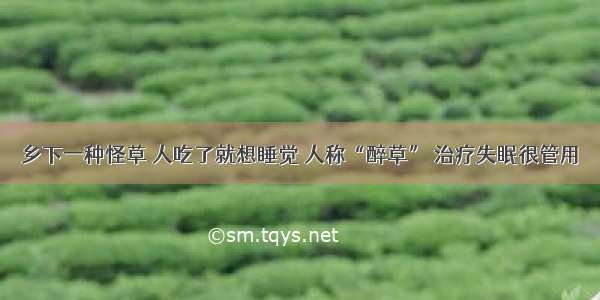 乡下一种怪草 人吃了就想睡觉 人称“醉草” 治疗失眠很管用