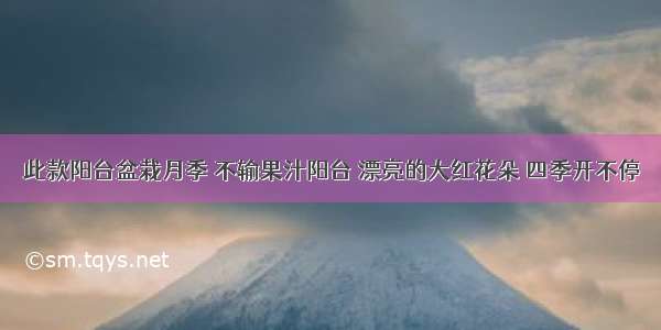 此款阳台盆栽月季 不输果汁阳台 漂亮的大红花朵 四季开不停