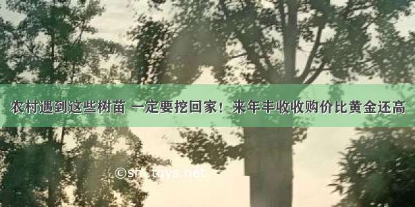 农村遇到这些树苗 一定要挖回家！来年丰收收购价比黄金还高