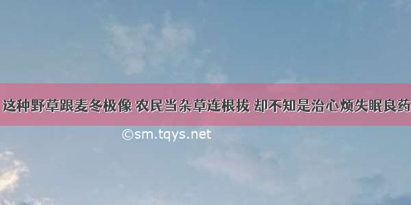 这种野草跟麦冬极像 农民当杂草连根拔 却不知是治心烦失眠良药