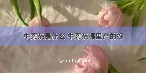 牛蒡茶是什么 牛蒡茶哪里产的好