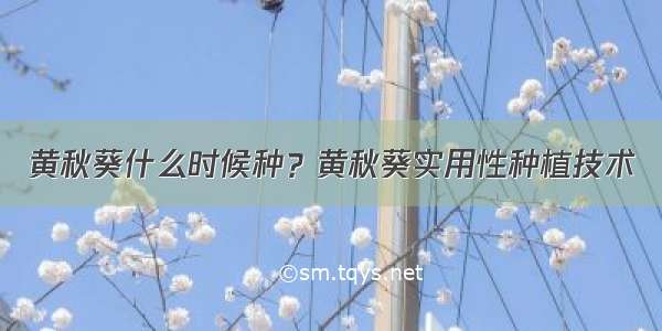 黄秋葵什么时候种？黄秋葵实用性种植技术