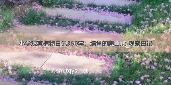 小学观察植物日记350字：墙角的爬山虎_观察日记