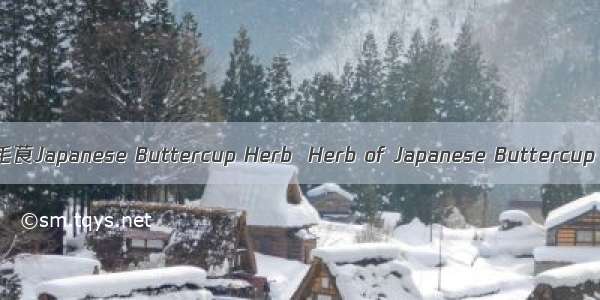 毛茛Japanese Buttercup Herb  Herb of Japanese Buttercup