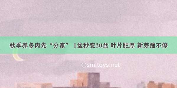 秋季养多肉先“分家” 1盆秒变20盆 叶片肥厚 新芽蹿不停