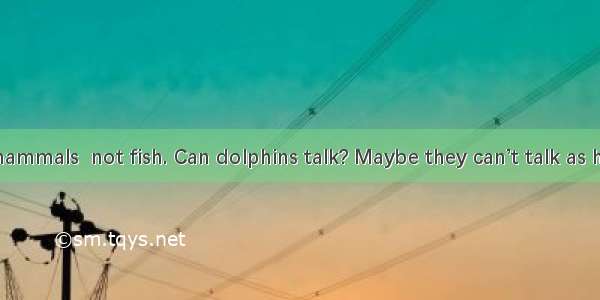 Dolphins are mammals  not fish. Can dolphins talk? Maybe they can’t talk as human beings d