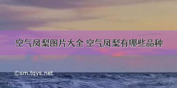 空气凤梨图片大全 空气凤梨有哪些品种