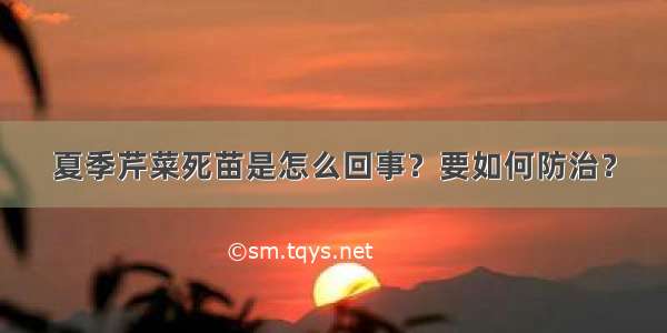 夏季芹菜死苗是怎么回事？要如何防治？