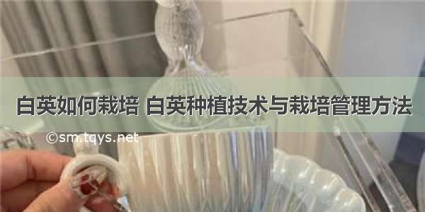 白英如何栽培 白英种植技术与栽培管理方法